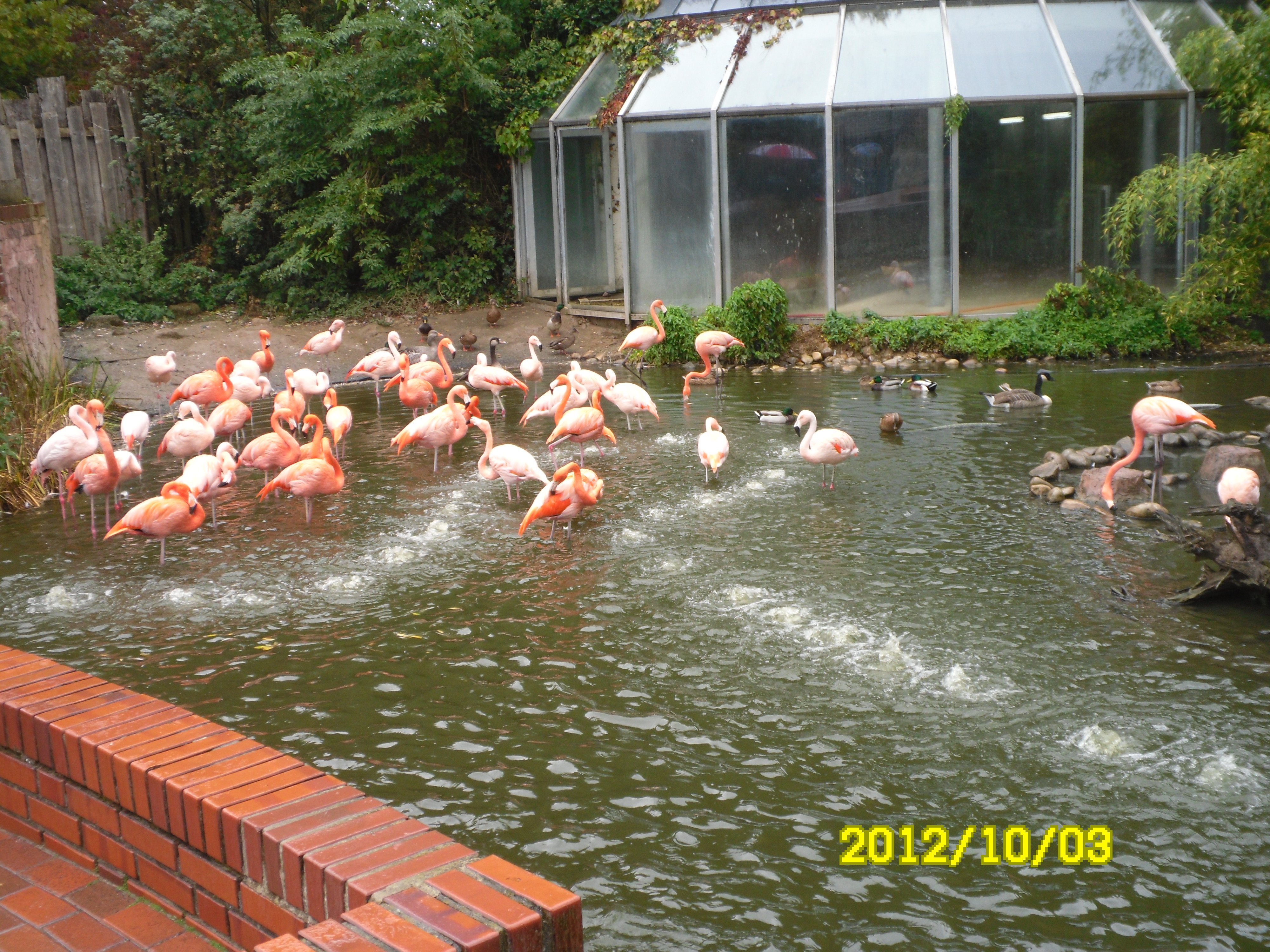Flamingos direkt hinter dem Eingang