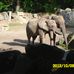 Zoo Osnabrück gGmbH in Osnabrück