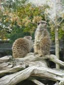 Nutzerbilder Westfälischer Zoologischer Garten Münster GmbH, Allwetterzoo