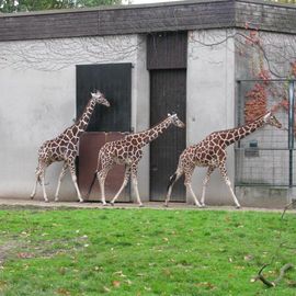 Giraffen