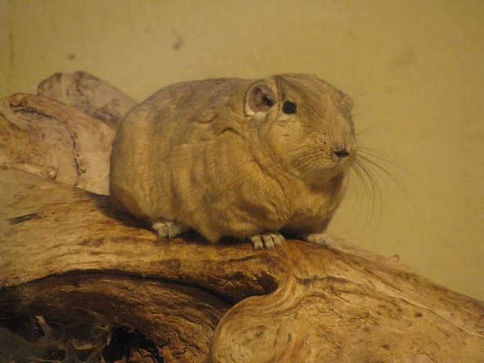 Nutzerbilder Westfälischer Zoologischer Garten Münster GmbH, Allwetterzoo