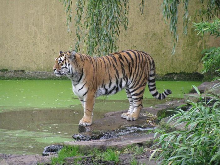 Nutzerbilder Westfälischer Zoologischer Garten Münster GmbH, Allwetterzoo