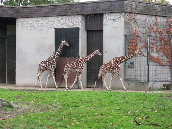 Nutzerbilder Westfälischer Zoologischer Garten Münster GmbH, Allwetterzoo