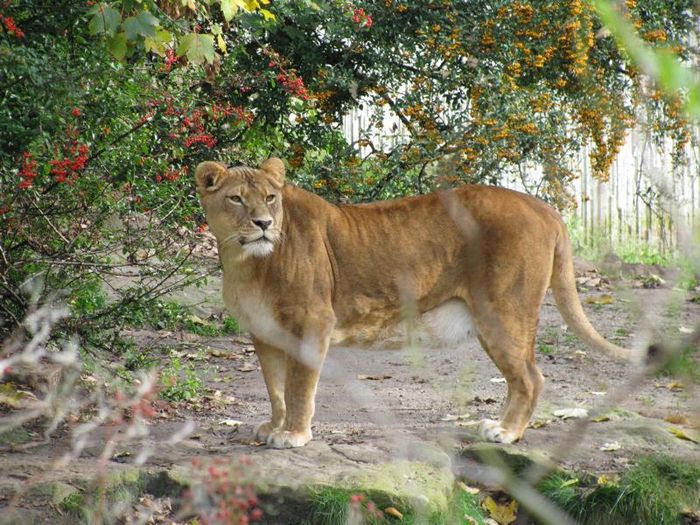 Nutzerbilder Westfälischer Zoologischer Garten Münster GmbH, Allwetterzoo