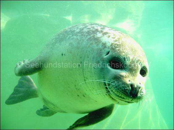 Quelle: www.seehundstation-friedrichskoog.de