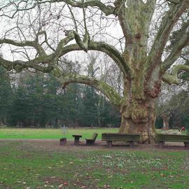 Alter Baum im Schlosspark