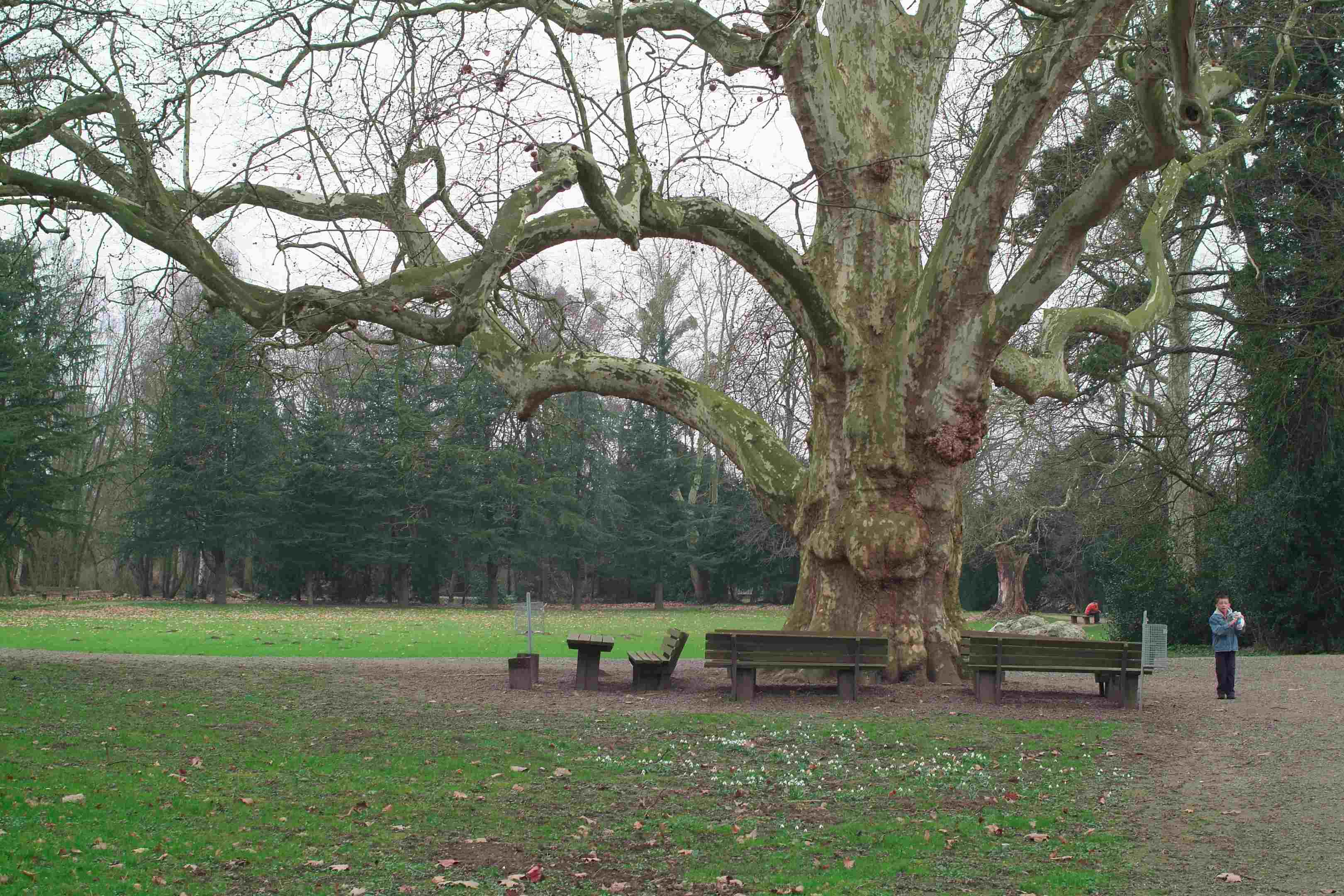 Alter Baum im Schlosspark
