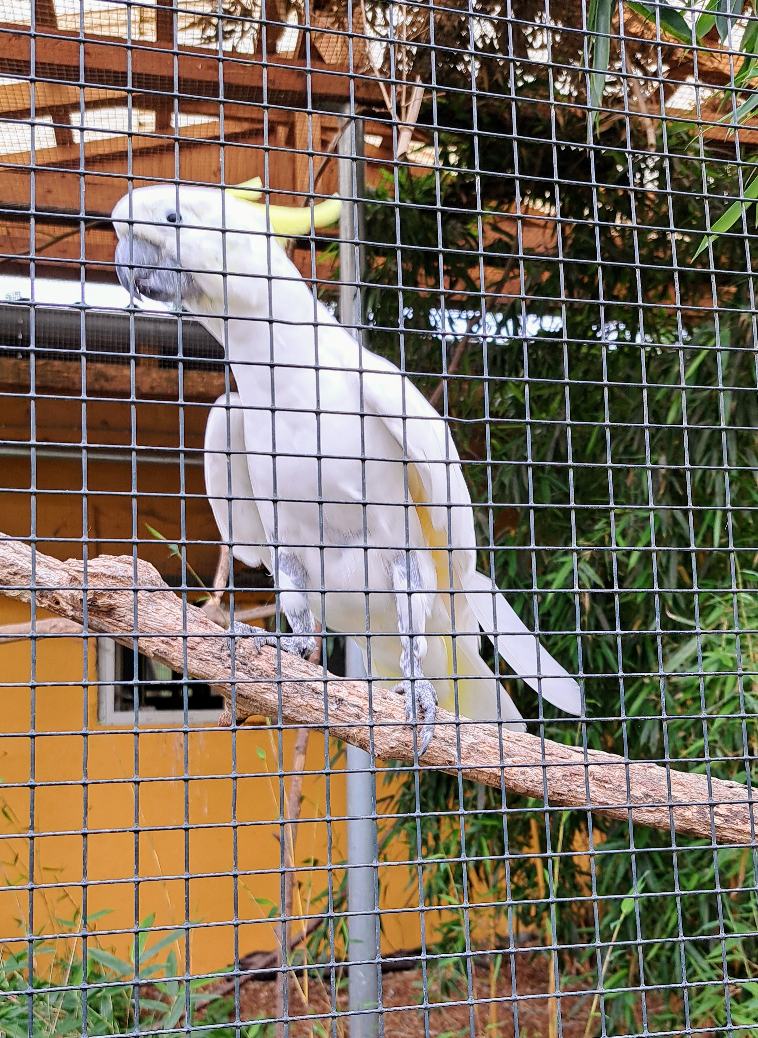 Bild 14 Vogelpark Reichshof-Eckenhagen in Reichshof