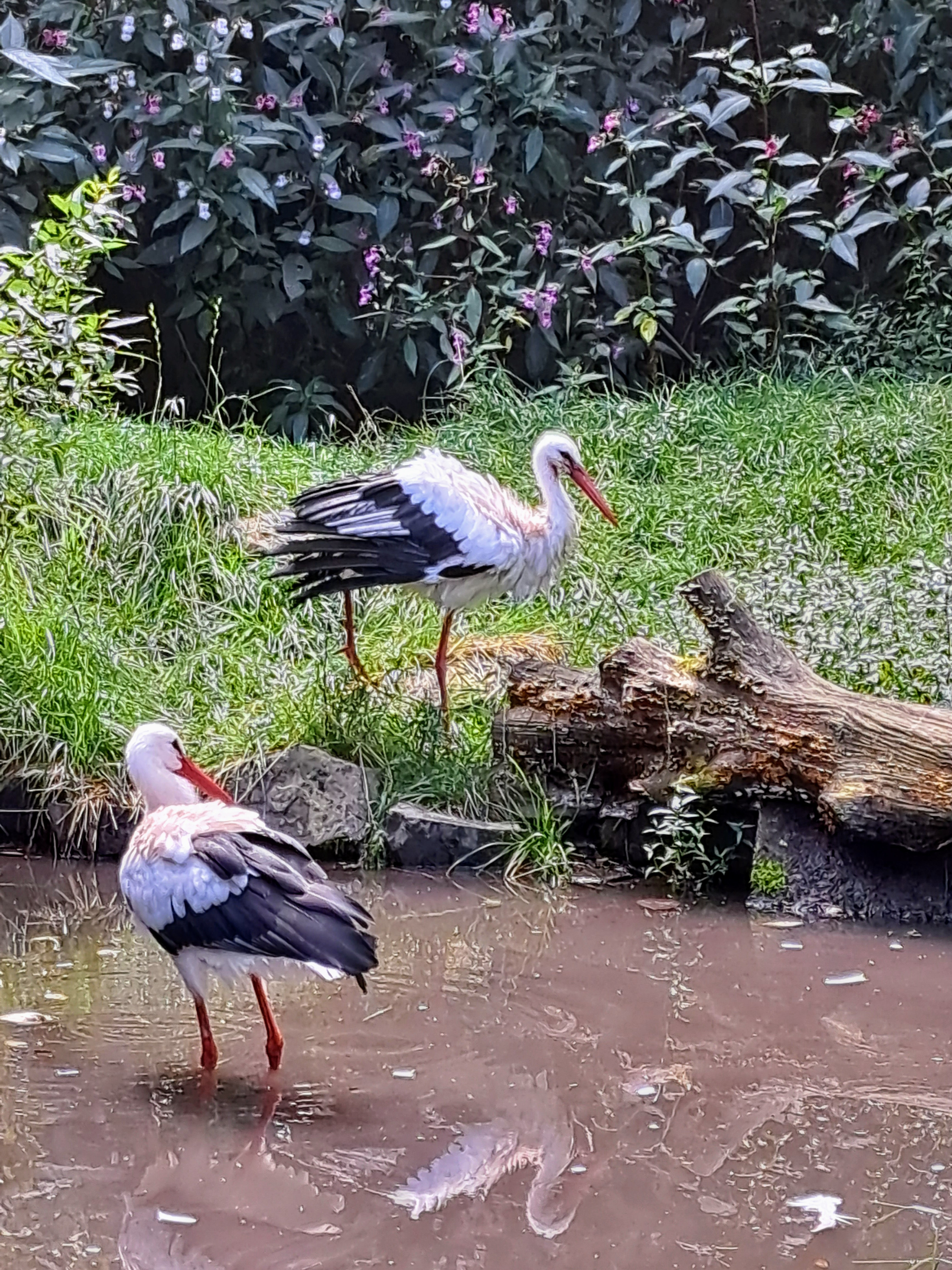 Bild 9 Vogelpark Reichshof-Eckenhagen in Reichshof