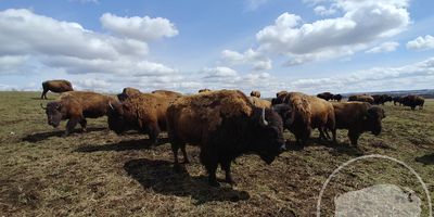 BisonGuys UG (Haftungsbeschränkt) in Langelsheim