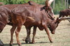 Bild 79 Serengeti-Park Hodenhagen GmbH in Hodenhagen