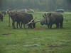 Bild 93 Serengeti-Park Hodenhagen GmbH in Hodenhagen