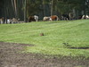 Bild 104 Serengeti-Park Hodenhagen GmbH in Hodenhagen