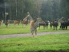 Bild 111 Serengeti-Park Hodenhagen GmbH in Hodenhagen