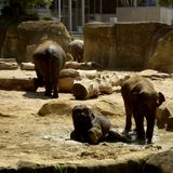 Zoologischer Garten - Kölner Zoo in Köln