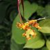 Botanischer Garten/Botanisches Museum Berlin-Dahlem in Berlin