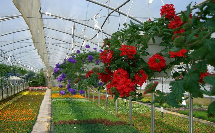 Blumen - Pflanzen - Grabpflege - Gartengestaltung - Geschenke - in und um Kaiserslautern