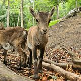 Bergtierpark in Fürth im Odenwald