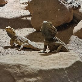 Reptilium Terrarien und Wüstenzoo in Landau in der Pfalz