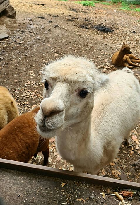 Bergtierpark