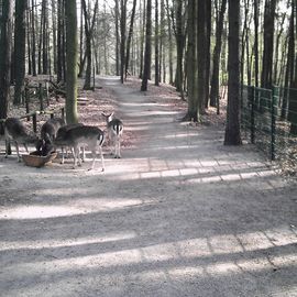 Begehbares Freigehege, Handfütterung möglich.