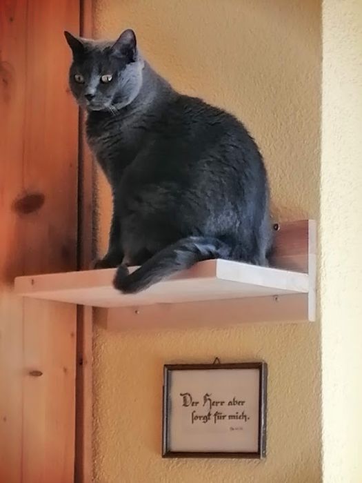 Katzenpension – Catsitting Ansbach, Roswitha Wagner