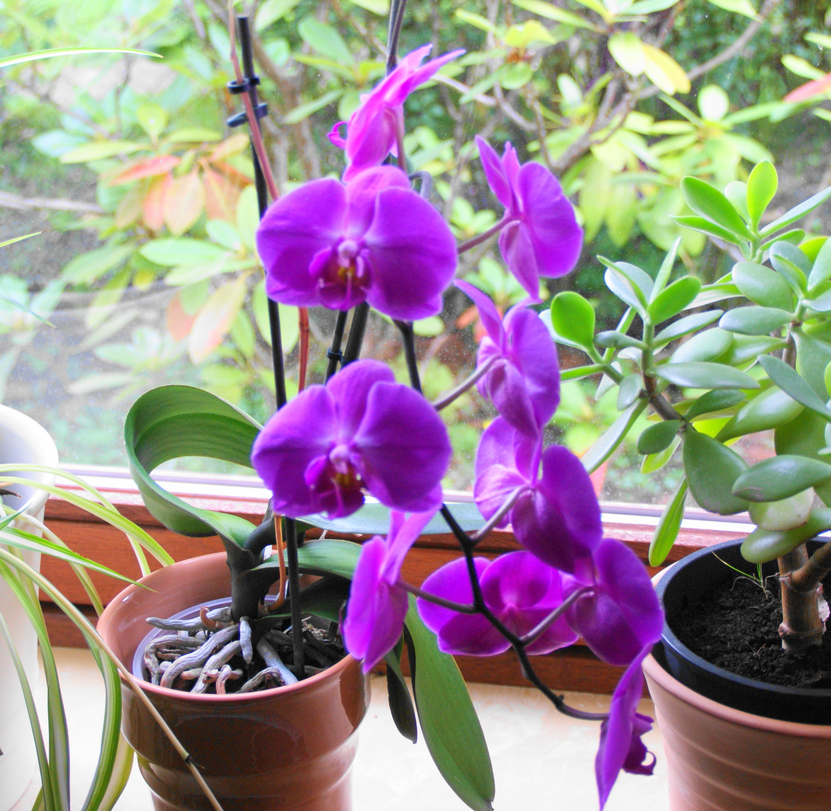 Selbst gezogene Orchiden
