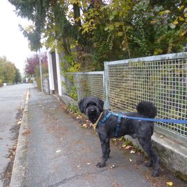 luke nach dem friseurbesuch