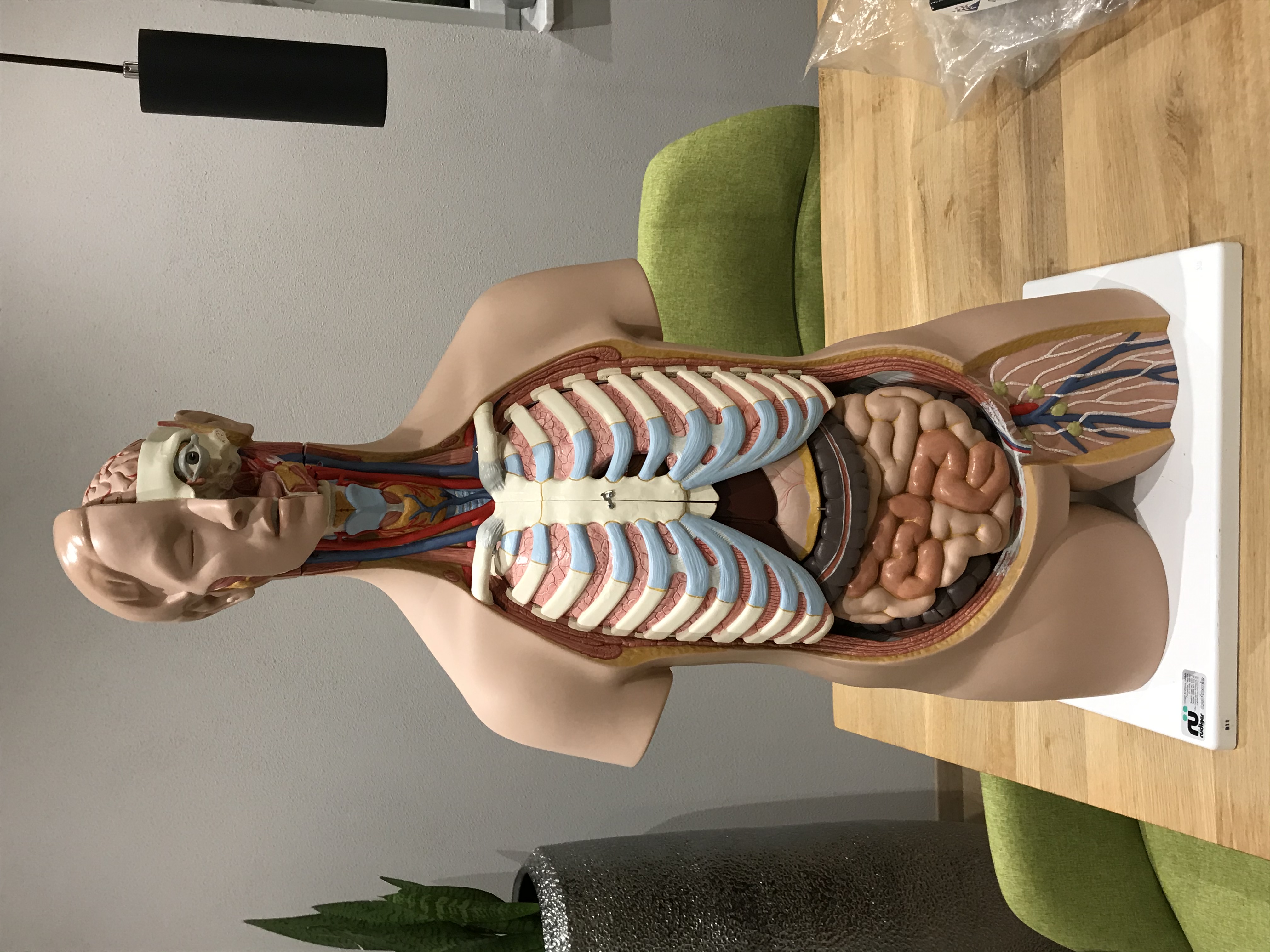 "Ausbilder" Anatomie innere Organe