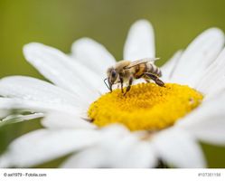 Bild zu Bienen Shop