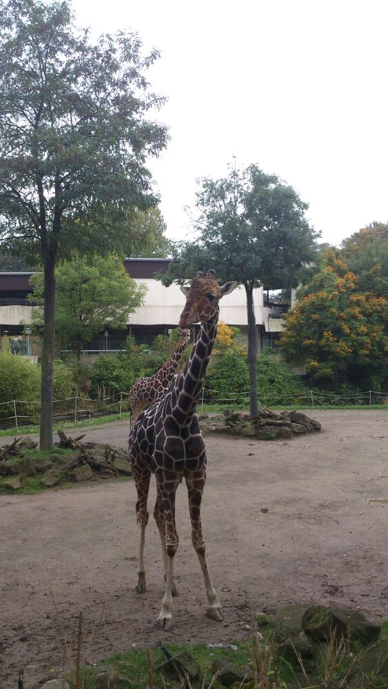 Bild 118 ZOO Duisburg AG in Duisburg