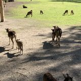 Wild- und Freizeitpark Ostrittum in Dötlingen