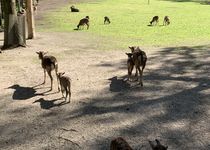 Bild zu Wild- und Freizeitpark Ostrittum