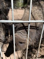 Bild zu Wild- und Freizeitpark Ostrittum