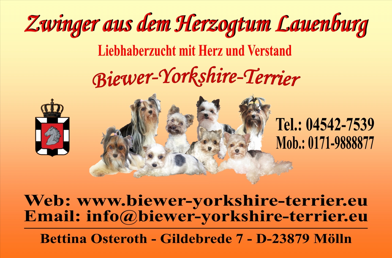 Seriöse und liebevolle Biewer-Yorkshire-Terrier Hobbyzucht