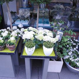 Blumen Boutique Schmitz in Köln