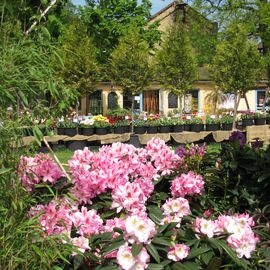 Blüten vor Späths Cafe dort.