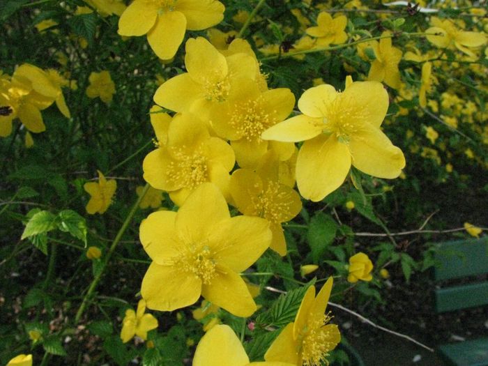 Nutzerbilder Botanisches Museum Berlin-Dahlem