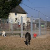 Engel Walter Hundepension und Hundeschule in Brauheck Stadt Cochem