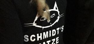 Bild zu Schmidts Katze