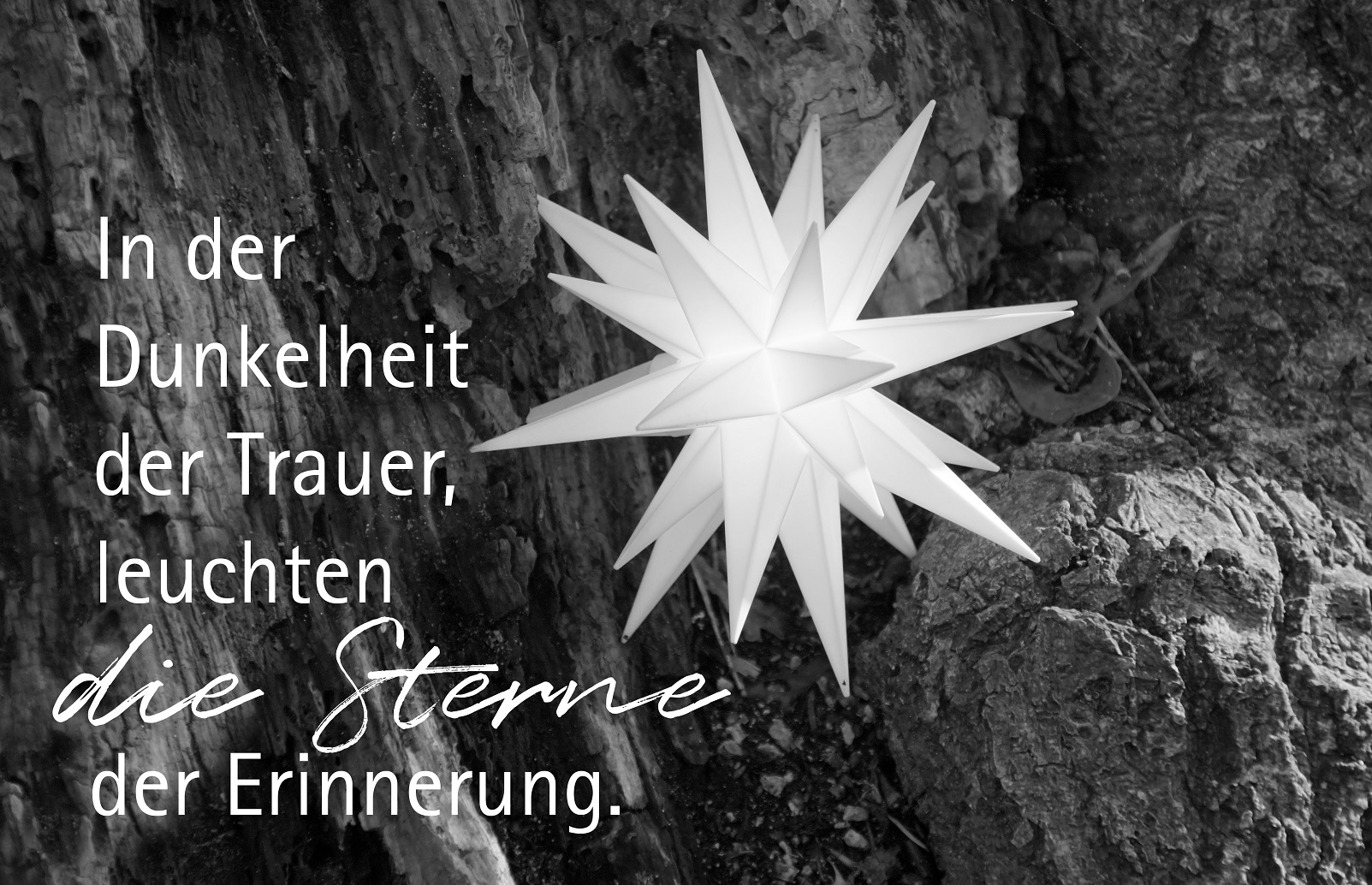 Friedwald, Stern, Baum des Lebens, Erinnerung, Sterne, Trauerrede
www.redebewegt.de