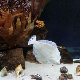 Aquarium mit Scholle