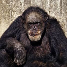 Erlebnis-Zoo Hannover in Hannover