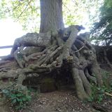 Turmhügelburg Räuberkuhle in Niendorf Gemeinde Timmendorfer Strand