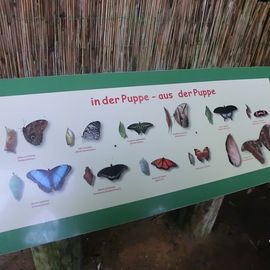 Schmetterlingspark, Klütz Schautafel