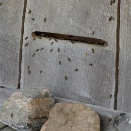 Turmhügelburg Lütjenburg, Bienenhaus