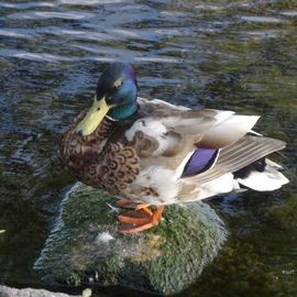 NABU Wasservogelreservat, Wallnau, Fehmarn