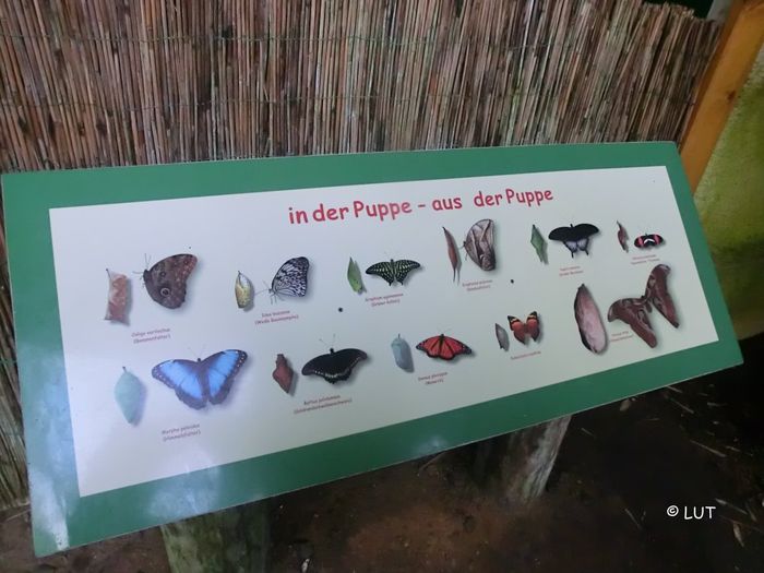 Nutzerbilder Schmetterlingspark Klütz