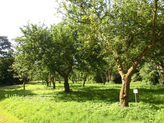 Prinzeninsel, Plön, Alter Apfelgarten