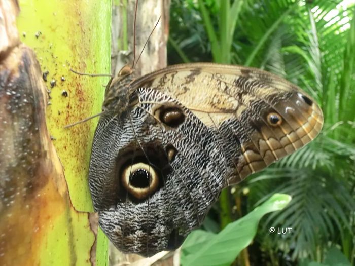 Schmetterlingspark Klütz, Bananenfalter